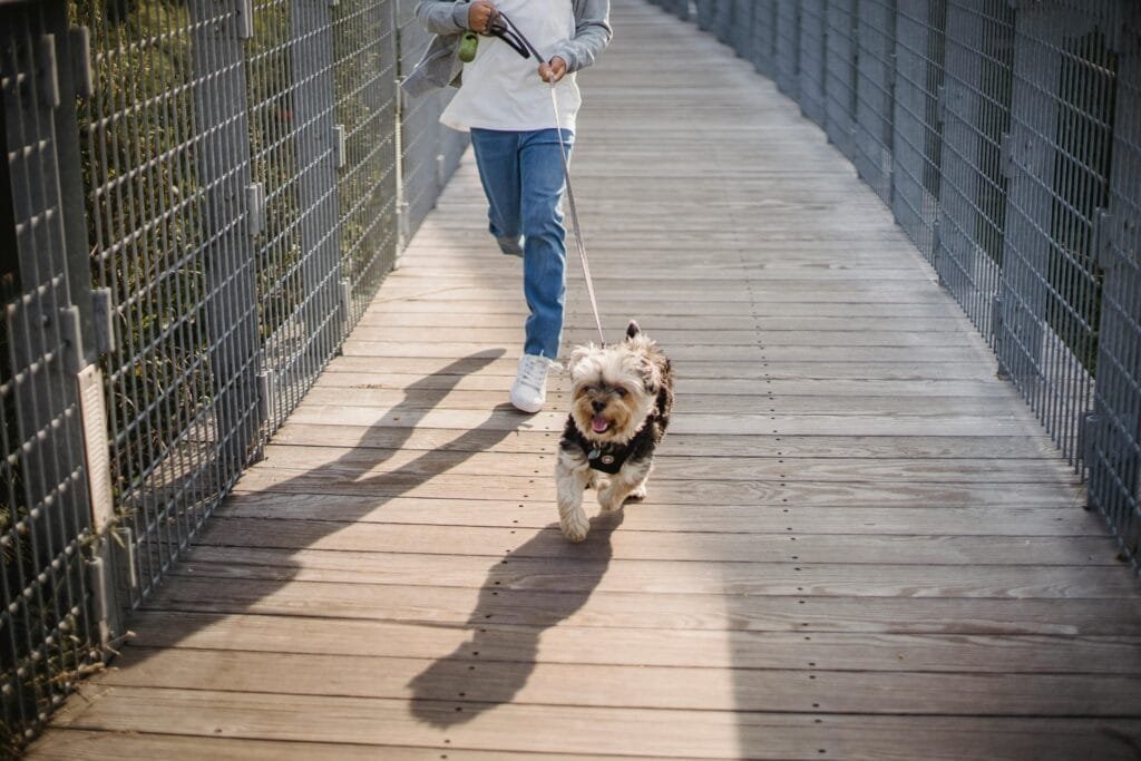pet care routine Lins Hearts pets care