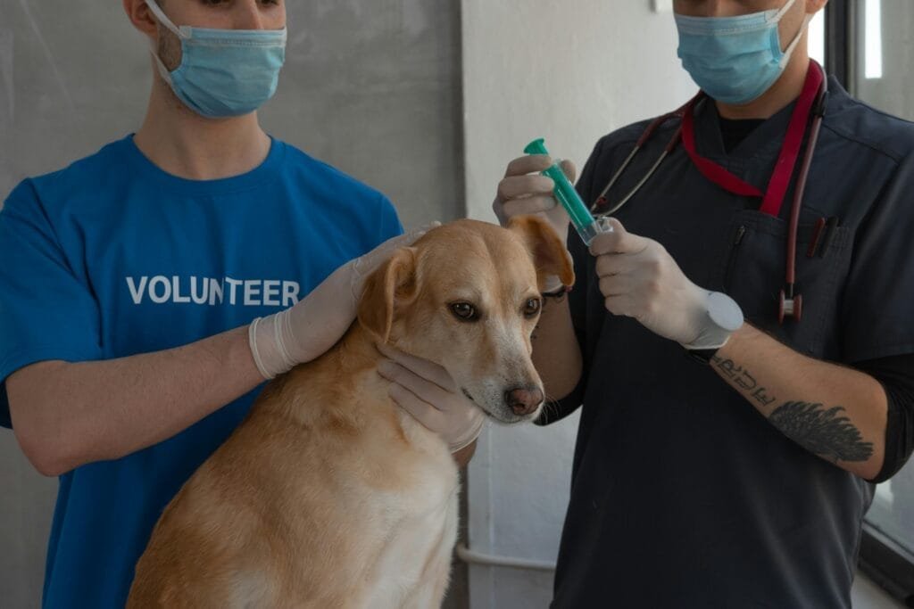 Maintaining Health and Wellness for a Happy Pet Lins Hearts pet