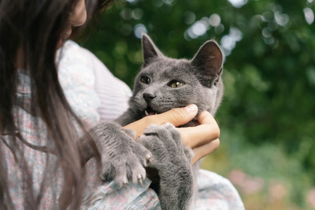 engaging with pets Lins Hearts engaging with pets